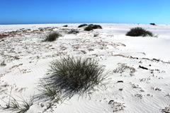 Cladoraphis cyperoides