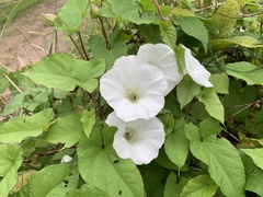 Calystegia silvatica