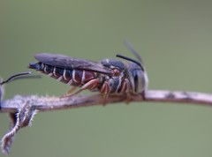 Coelioxys slossoni slossoni