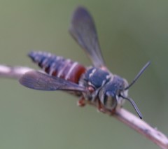 Coelioxys slossoni slossoni