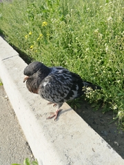 Columba livia domestica