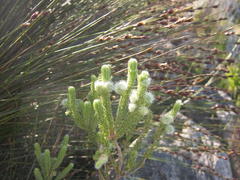 Erica sparrmanni