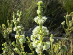 Erica sparrmanni