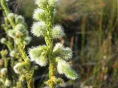 Erica sparrmanni