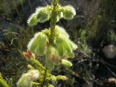 Erica sparrmanni