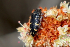 Acmaeodera angelica