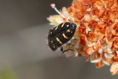 Acmaeodera angelica