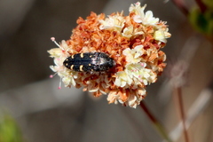Acmaeodera angelica