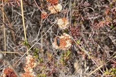 Acmaeodera angelica