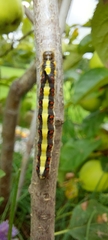 Acronicta psi