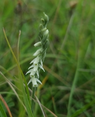 Spiranthes spiralis
