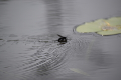 Anoplius depressipes