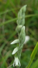 Spiranthes spiralis