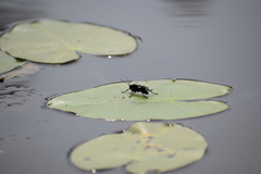 Anoplius depressipes