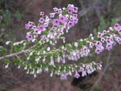 Erica newdigatei