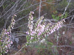 Erica newdigatei
