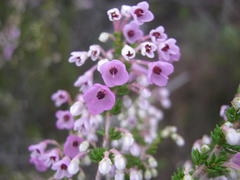 Erica newdigatei