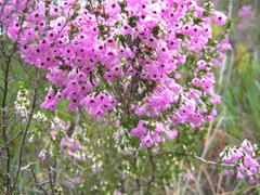 Erica newdigatei