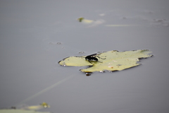 Anoplius depressipes