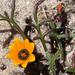 Gazania tenuifolia - Photo (c) Tony Rebelo, algunos derechos reservados (CC BY-SA), subido por Tony Rebelo