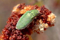 Dystaxia murrayi