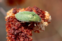 Dystaxia murrayi