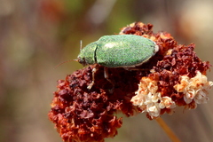 Dystaxia murrayi