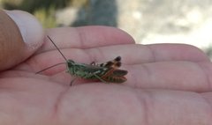 Chorthippus binotatus