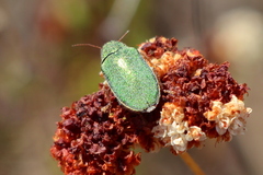 Dystaxia murrayi