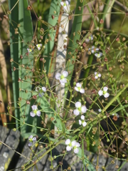 Alisma plantago-aquatica