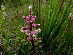 Lachenalia variegata