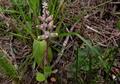 Lachenalia variegata