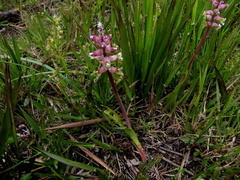 Lachenalia variegata
