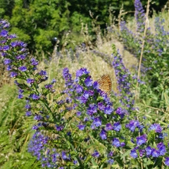 Argynnis niobe