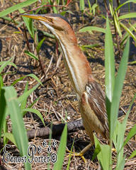 Ixobrychus minutus payesii