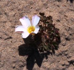 Oxalis annae