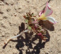 Oxalis annae