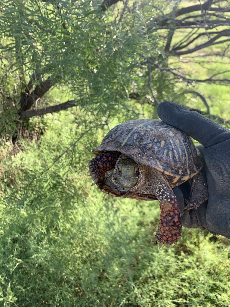 Ornate Box Turtle In August 2021 By Joel Hernandez INaturalist   Large 