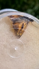 Ochlodes sylvanus