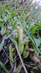Nepenthes ramos