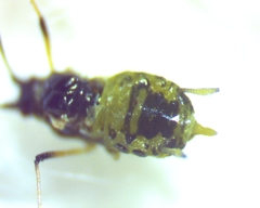 Hyperomyzus lactucae