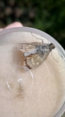 Ochlodes sylvanus