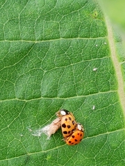 Dinocampus coccinellae paralysis virus