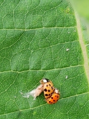 Dinocampus coccinellae paralysis virus