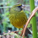 Afromontane Forest Canary - Photo (c) Colin Ralston, some rights reserved (CC BY-NC), uploaded by Colin Ralston