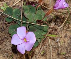 Oxalis eckloniana