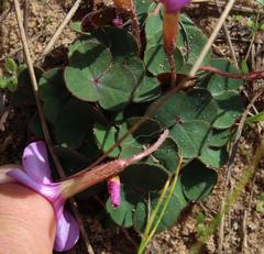 Oxalis eckloniana