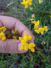 Lotus corniculatus