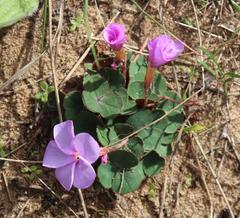Oxalis eckloniana