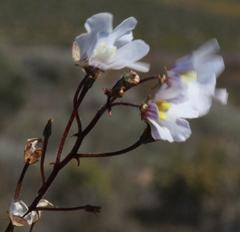 Nemesia bicornis